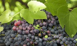 Классические рецепты чачи и вина из винограда Изабелла
