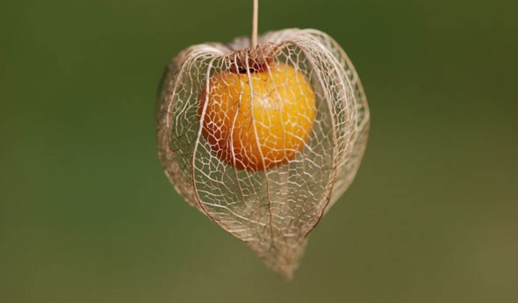 rostoucí physalis