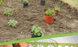 Как спланировать и создать огород на участке