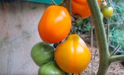 Трюфель желтый: рекомендации по выращиванию и описание золотистого томата