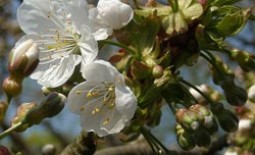 Тля в момент цветения яблони: способы борьбы