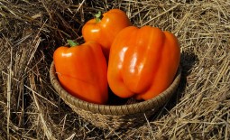Крупноплодный сладкий перец Оранжевый гигант F1: характеристики гибрида, агротехника, реальные отзывы