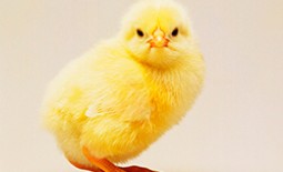 Петух или курица: можно ли определить цыпленка по яйцу и распознать пол птенца сразу после рождения