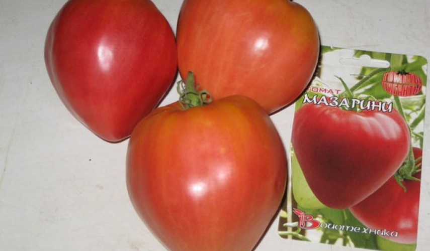 Сорт томатов Мазарини