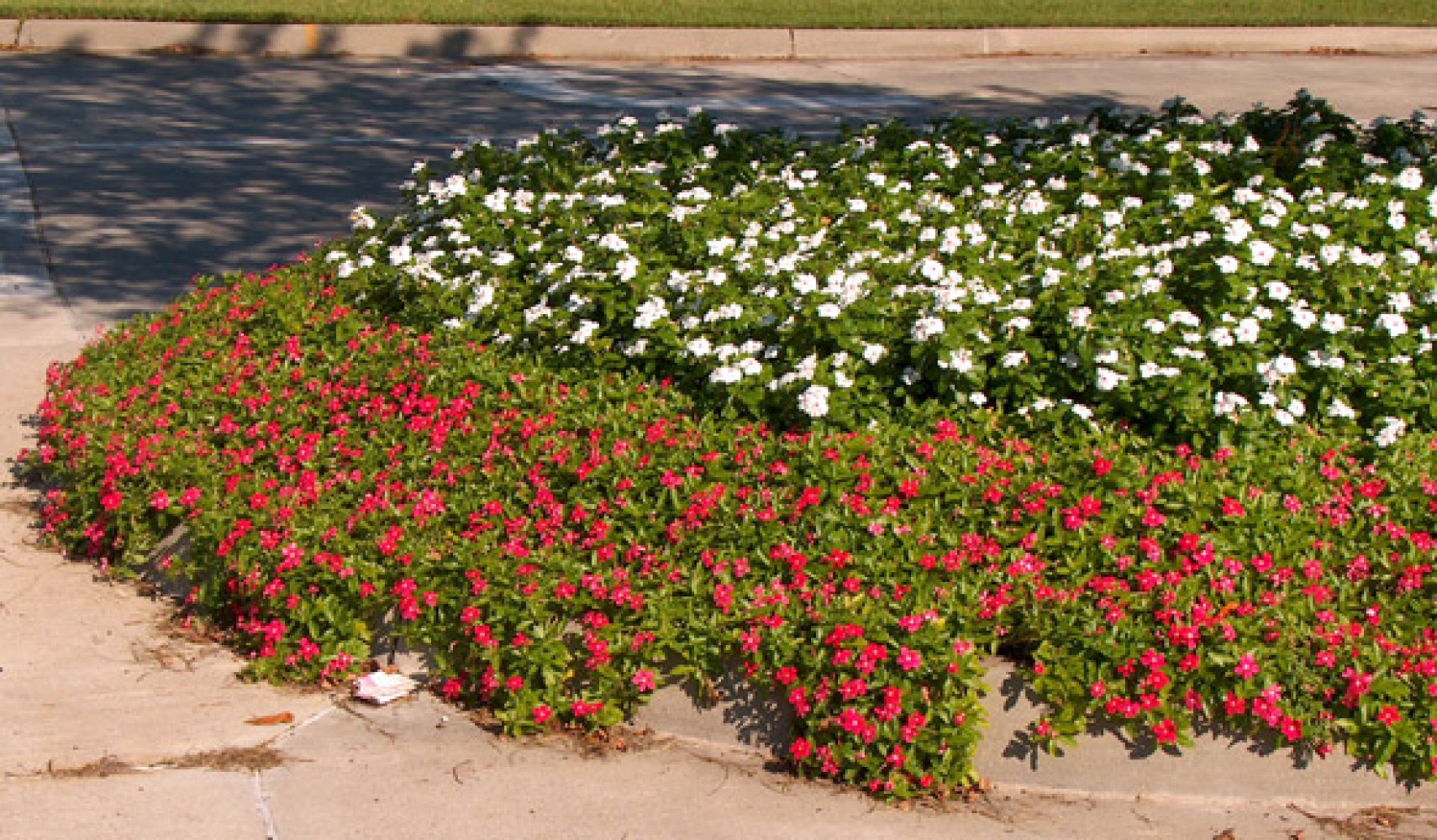 Катарантус цветок фото и описание и уход на клумбе