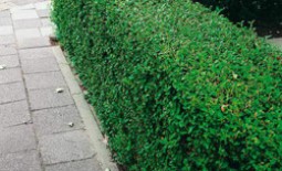 Бирючина обыкновенная – идеальный вечнозеленый кустарник для создания ландшафтных композиций