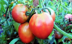 Крупноплодный, розовый томат Любимый праздник: полное описание, рекомендации по выращиванию, отзывы