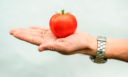 Очень ранний и вкусный томат: описание гибрида Верочка F1, агротехника, отзывы