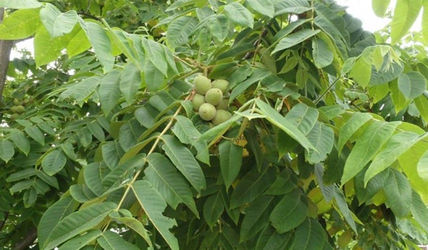 выращивание маньчжурского ореха