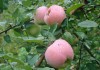 Яблоня Розовый налив