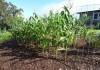 Как посадить кукурузу