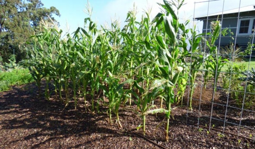 Кукуруза: как и когда сажать кукурузу в открытый грунт, посадка и уход,выращивание, фото