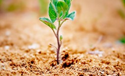 Опилки – дешевое и эффективное органическое удобрение для огорода