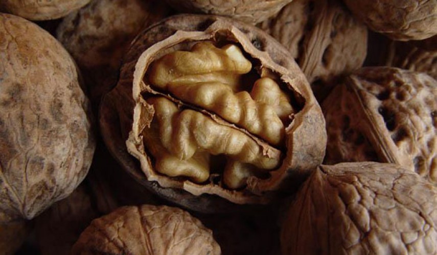 выращивание грецкого ореха