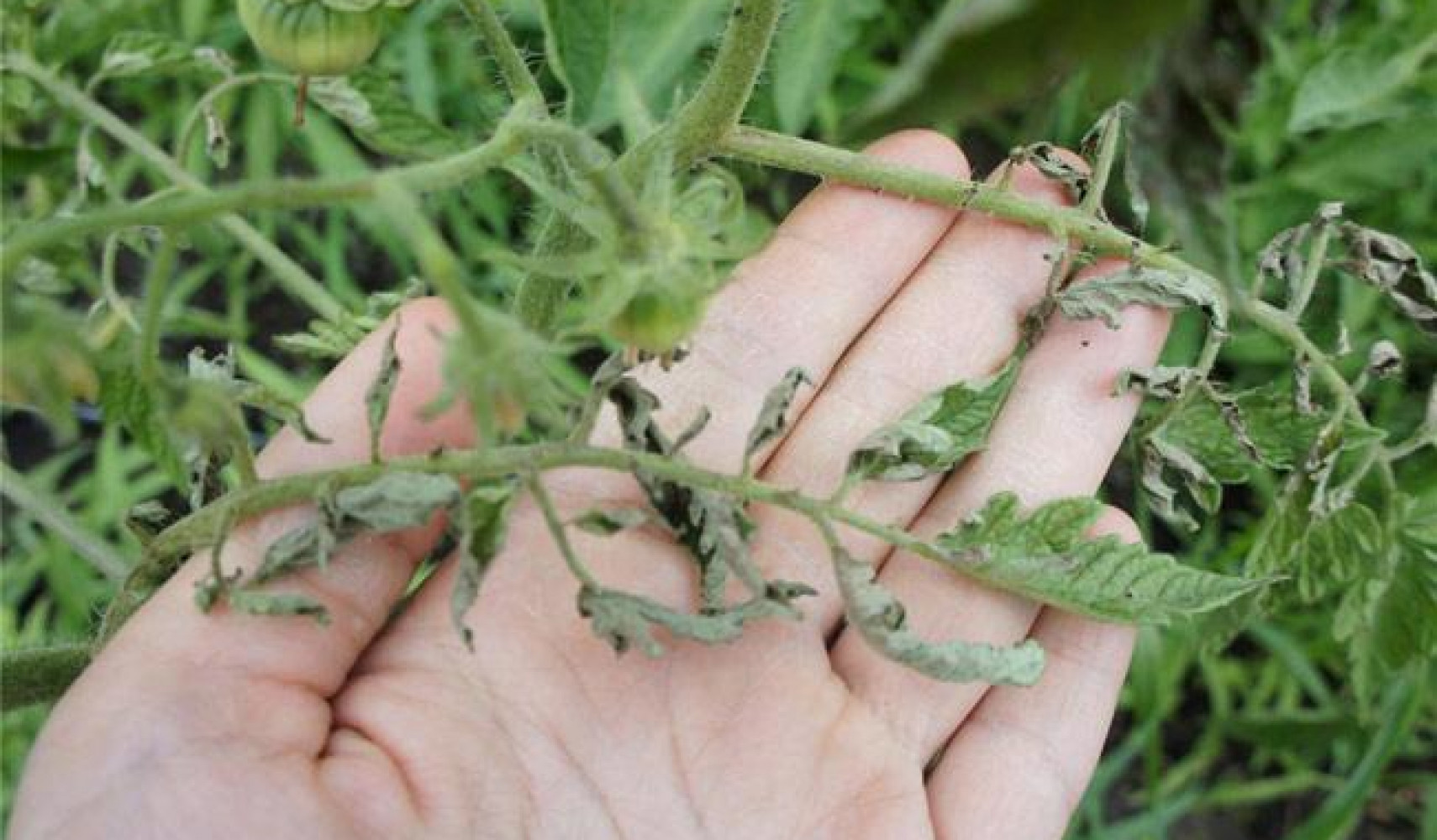 Proč rajčata nesadí ve skleníku?