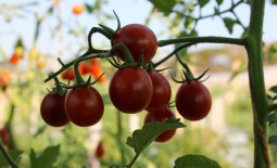 Сладкий томат Груша черная: особенности и описание сорта, секреты выращивания, отзывы