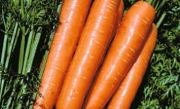 Морковь Лосиноостровская 13: описание сорта, особенности выращивания