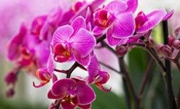 Размножение комнатных орхидей: как получить новый цветок в домашних условиях