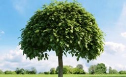 Экзотическое дерево катальпа: посадка и уход