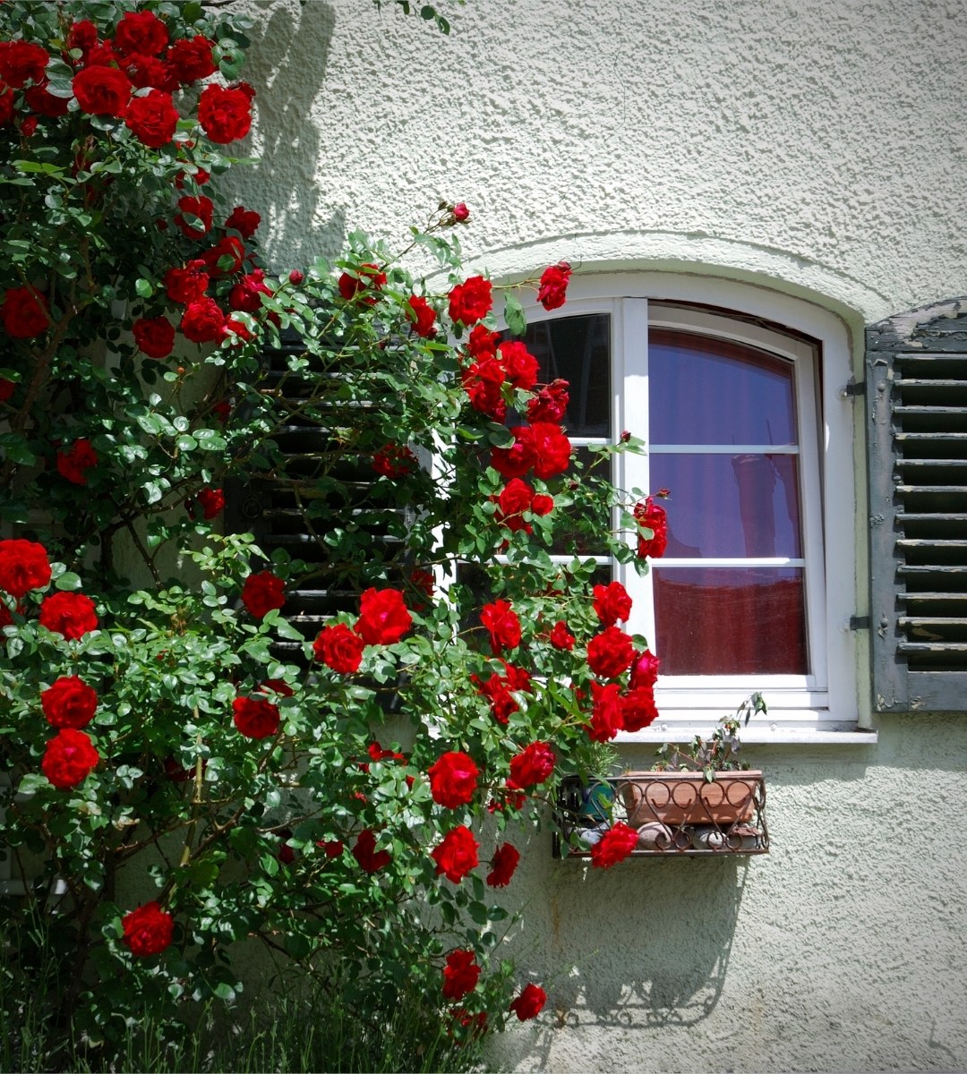 Розы на стене вашего дома