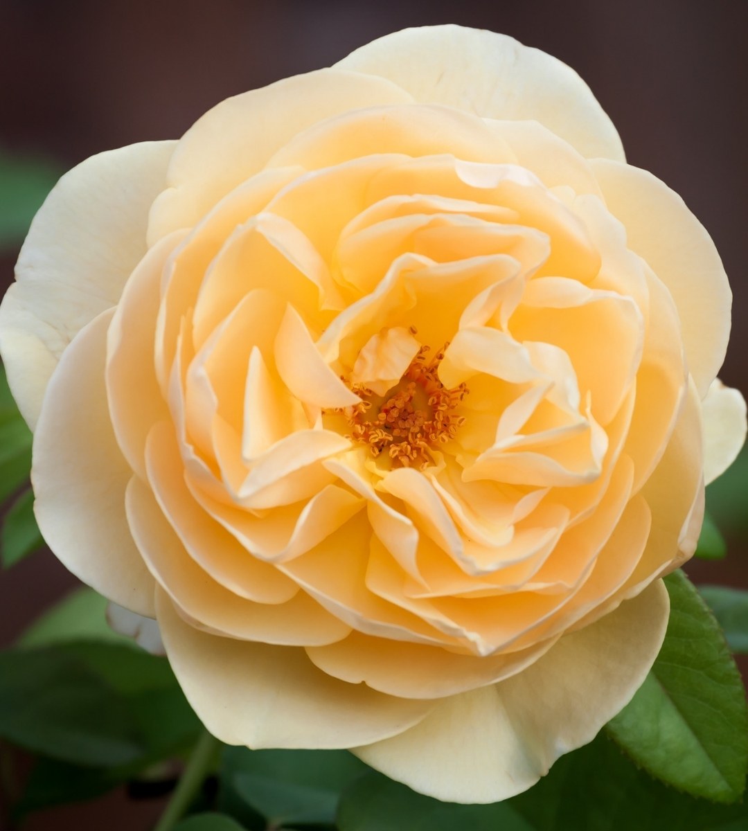 Гибридная мускусная желтая роза