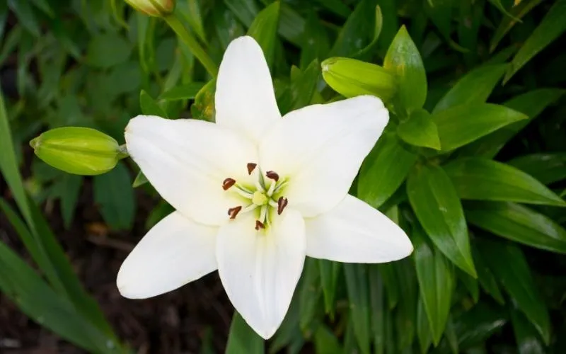 Белые Азиатские лилии в саду