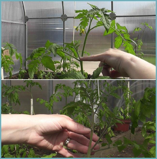 Пасынкование томатов в теплице: схема и видео Как правильно пасынковатьтоматы в теплице