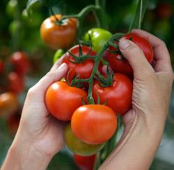 Помидоры в теплице: посадка и уход и советы как правильно высаживать и накаком расстоянии сажать помидоры в теплице