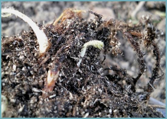 выращивание астильбы из семян