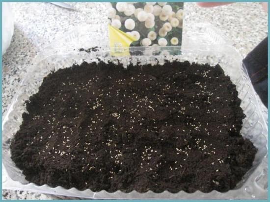 выращивание маргаритки из семян