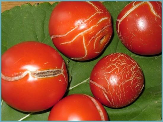 заболевания томатов