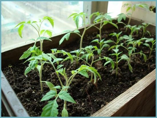 выращивание рассады томатов