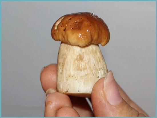 рецепт холодного засола грибов на зиму