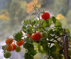 Формирование томатов в теплице: как правильно формировать куст помидоров втеплице, видео