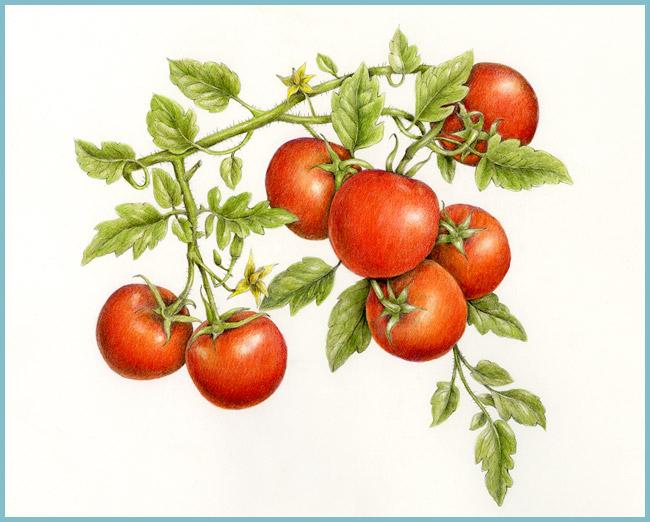 Формирование томатов в теплице: как правильно формировать куст помидоров втеплице, видео