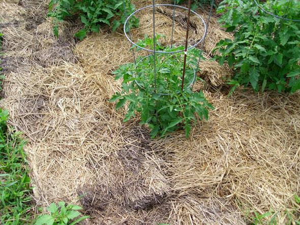 мульчирование почвы под томаты