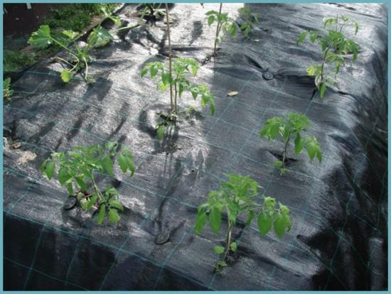 mulchirovanie tomatov v teplice 6