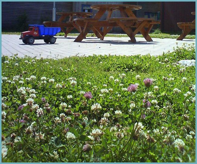 Клевер белый ползучий: посадка и уход, выращивание и размножение сорта в открытом грунте, фото, сочетание в ландшафтном дизайне