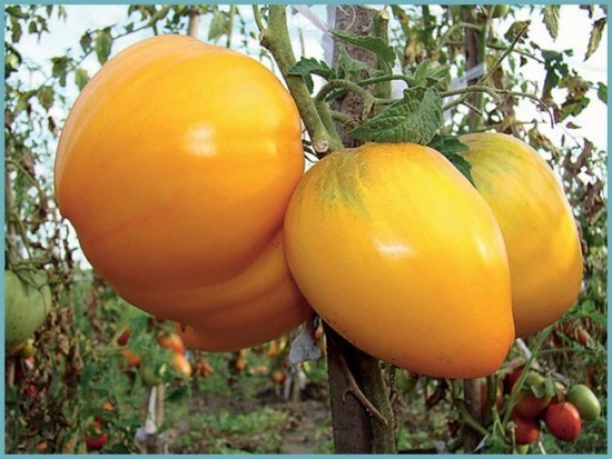 томаты желтые