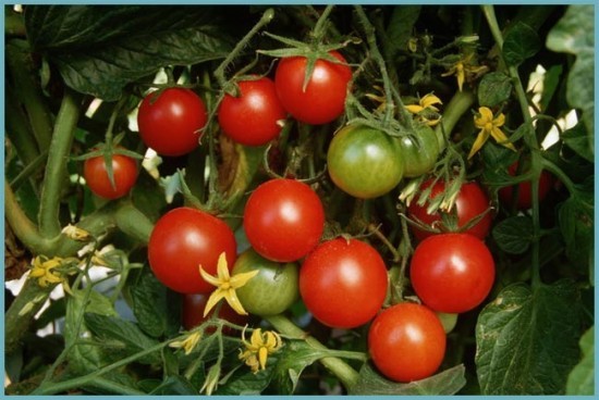 томаты устойчивые к болезням