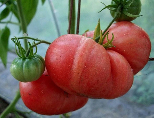 лопаются томаты в теплице