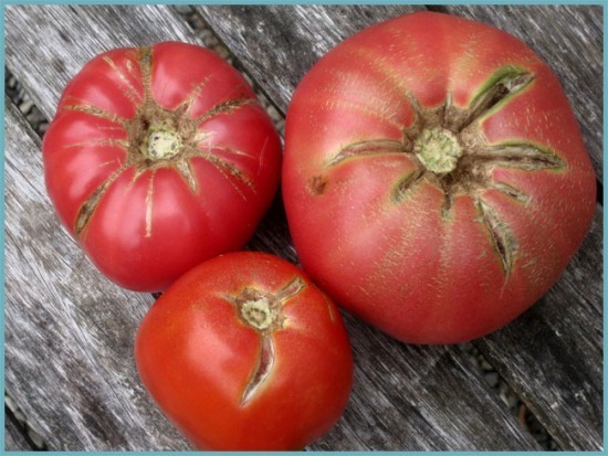 причины по которым лопаются тепличные помидоры