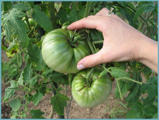 агротехника выращивания томатов