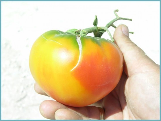 подкормка томатов в теплице