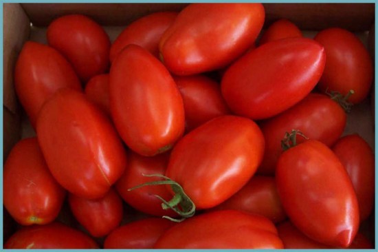сорта томатов гибридные