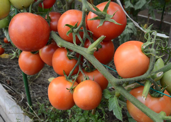 сорта томатов. устойчивые к фтофторе
