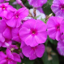 Флокс метельчатый посадка и уход, фото сортов, выращивание и ...