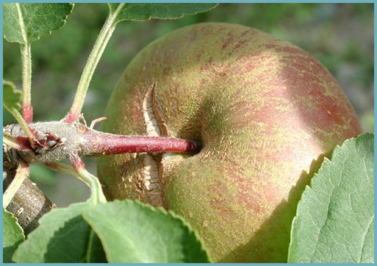 болезни колоновидных яблонь