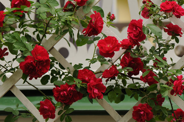 выращивание плетистой розы
