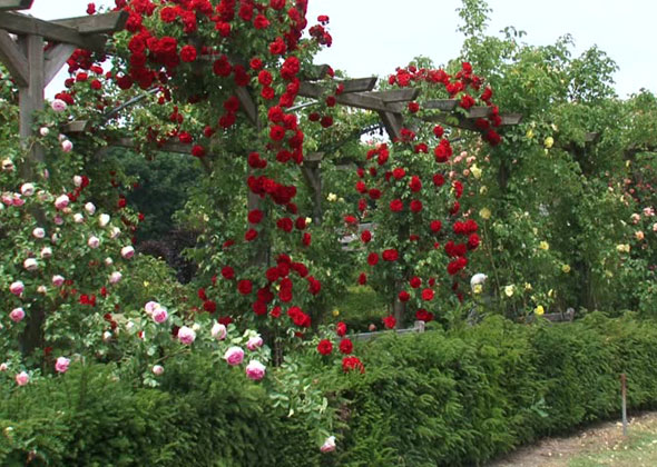 выращивание плетистой розы